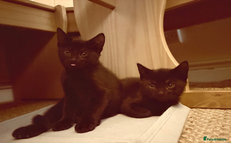 British Shorthair cats - Advert 8