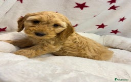 Cockapoo dogs for sale: Cockapoo puppies for sale - Image 10