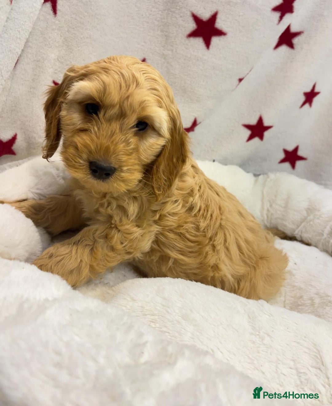 Cockapoo dogs for sale: Cockapoo puppies for sale - Image 10