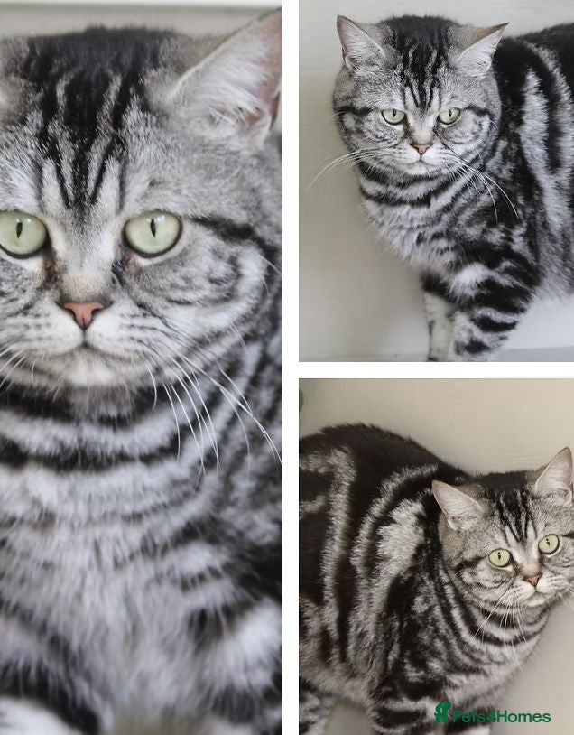 British Shorthair cats 😻 Gorgeous Phoebe for Sale! 😻Pedigree BSH Tabby - Advert 1