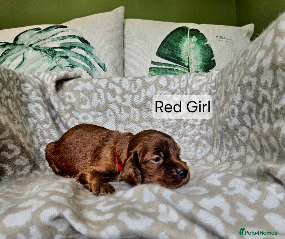 Irish Setter dogs for sale: KC Registered Irish Setter Puppies - Image 7