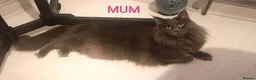 Maine Coon cats for sale: OUTSTANDING SHOW QUALITY MAINE COON KITTENS  - Advert 20