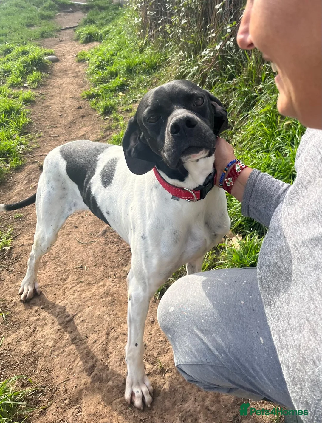 Pointer dogs for adoption: Duke the pocket rocket pointer in Matlock - Advert 5
