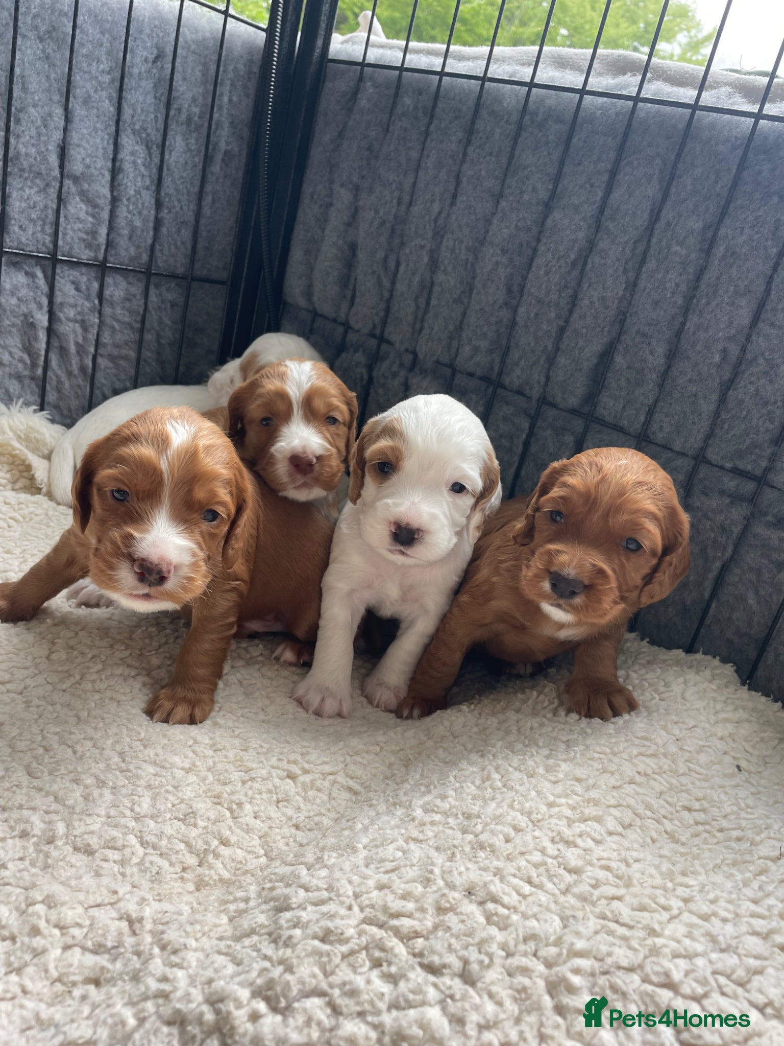 Cocker Spaniel dogs Stunning Working Cocker Spaniel Puppy For Sale - Advert 2