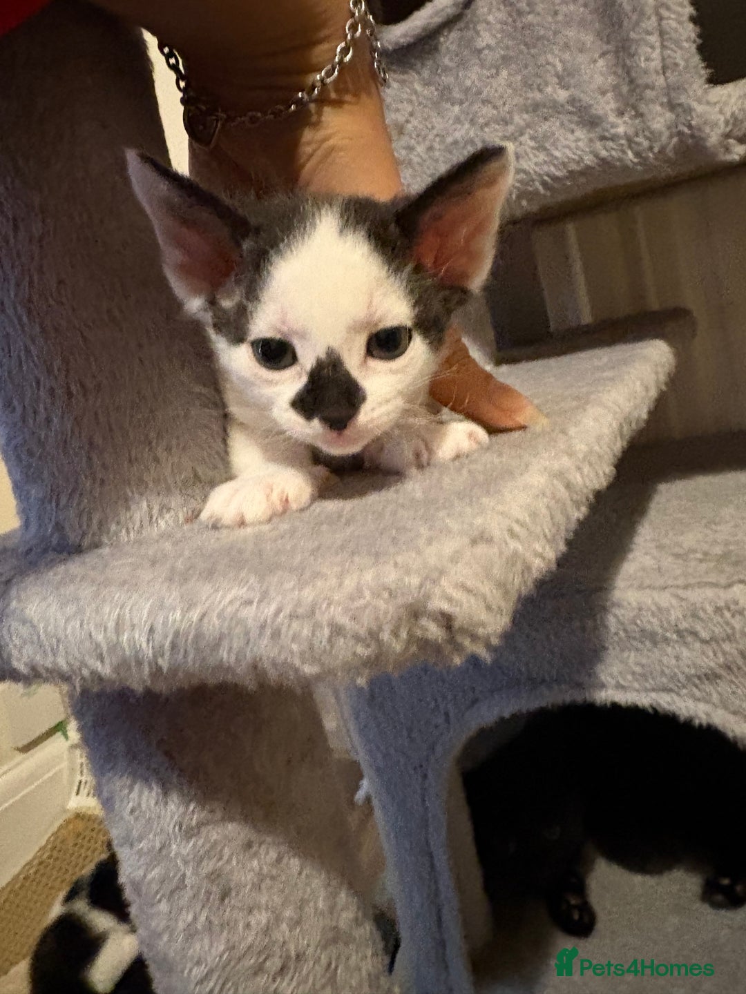 Mixed Breed cats for sale: Seven Tiny Adventures Waiting for Their Families - Advert 25