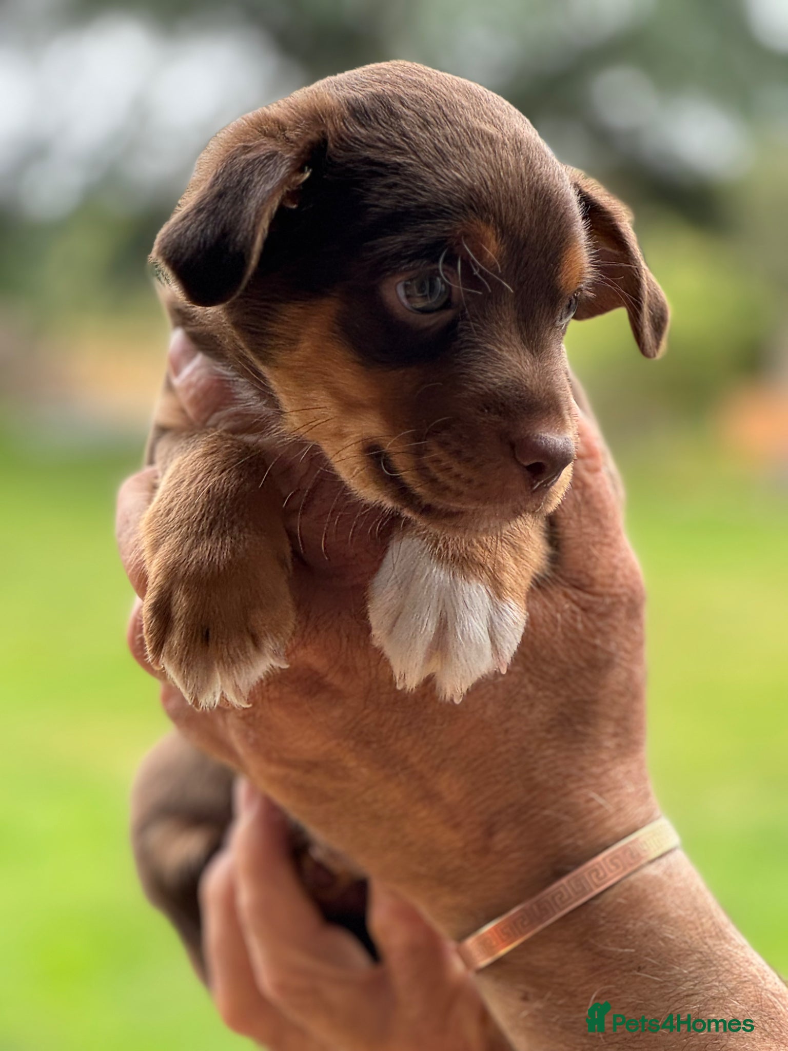 Mixed Breed dogs Adorable Jack Russell X Terrier puppies - Advert 2