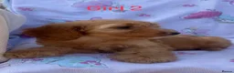 Cockapoo dogs for sale: Small cockapoo puppies in Hockley - Advert 9