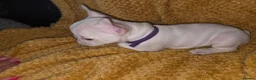 French Bulldog dogs for sale: French bulldog puppies - Advert 12