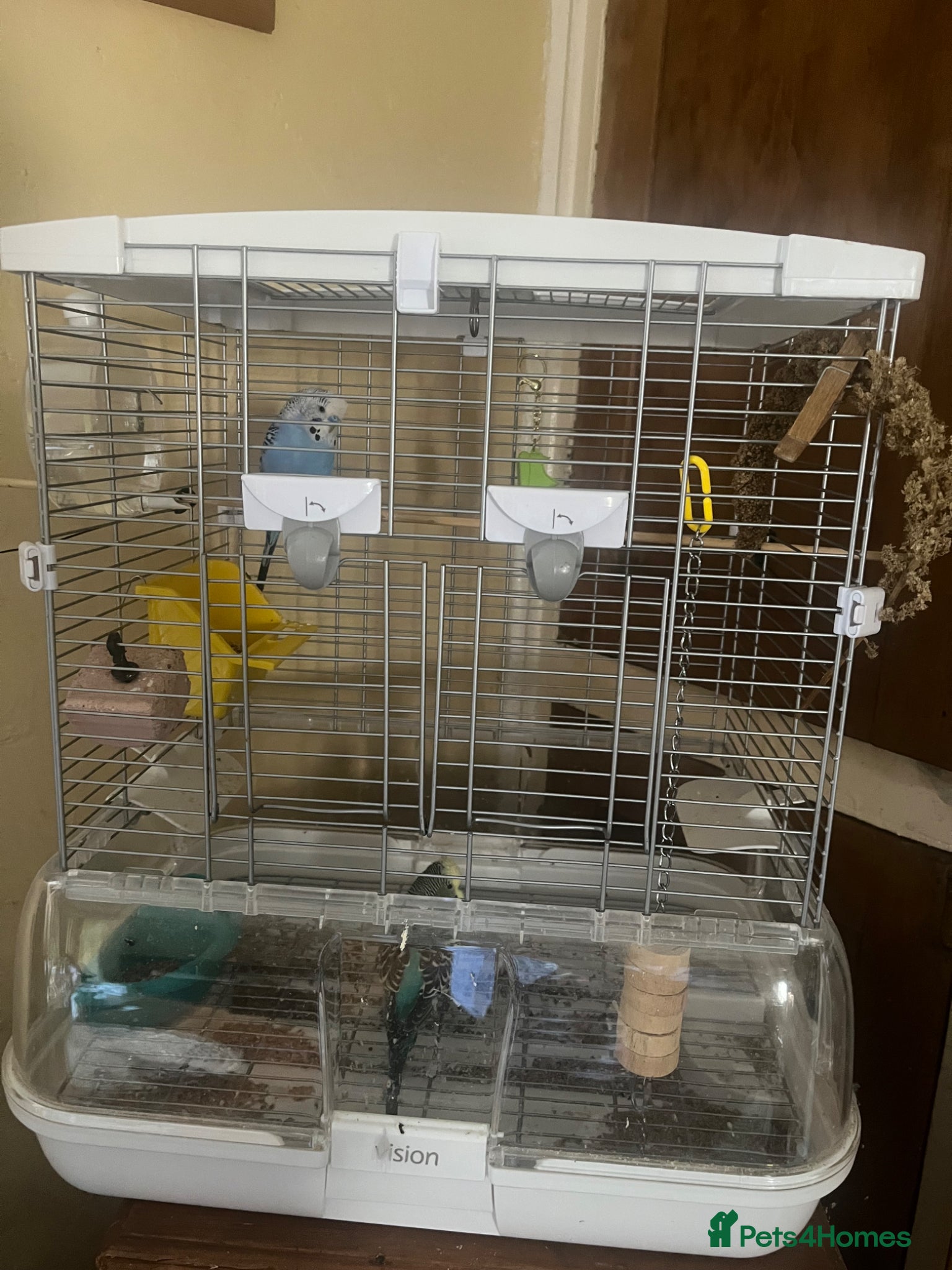 Budgerigars birds 2 male budgies  - Advert 4