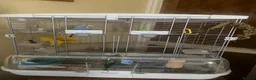 Budgerigars birds for sale: 2 male budgies  in Ilkley - Advert 1