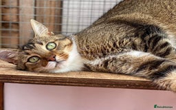 Mixed Breed cats for sale: LEO 7 YEAR OLD MALE - Image 1