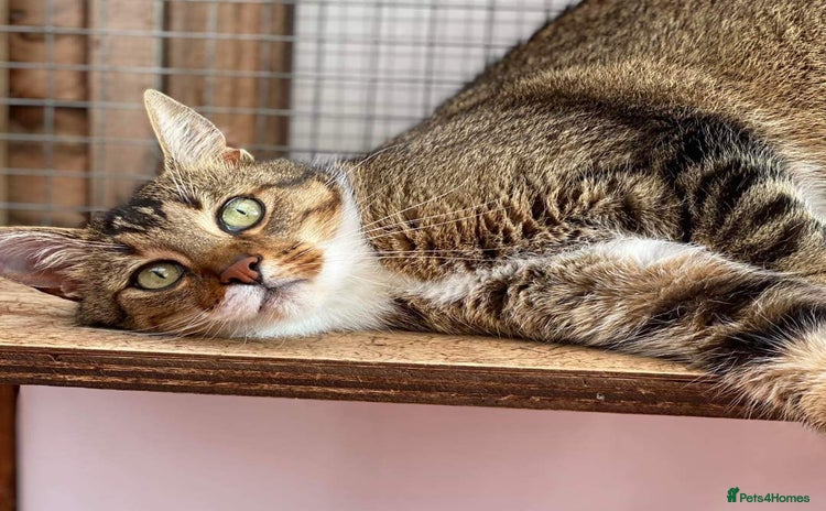 Mixed Breed cats - Advert 2