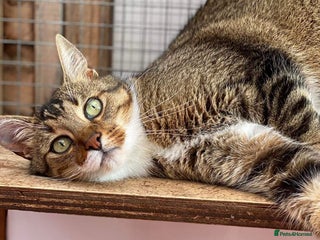 Mixed Breed cats for sale - Advert 1