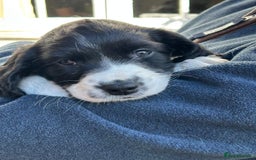 English Springer Spaniel dogs for sale: KC Reg English Springer Spaniel puppies - Image 16