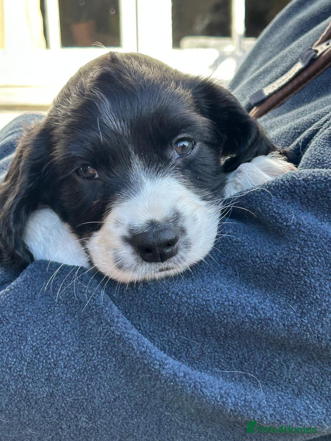 English Springer Spaniel dogs for sale: KC Reg English Springer Spaniel puppies - Image 16