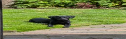 Mixed Breed dogs for sale: Maisie - 6 month old mixed breed female  in Newport - Advert 3