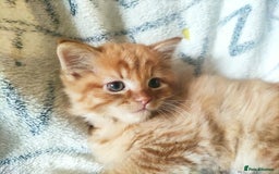 Somali cats for sale: 4 somali kittens. ready from 27.10 - Image 3