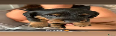 Miniature Dachshund 1 Ronnie 