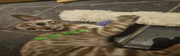 Bengal cats for sale: Snow mink bengals ready now - Advert 9