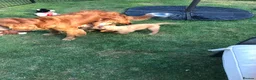 Mixed Breed dogs for sale: DAKOTA RETRIEVER CROSS COCKERLIER PUPPIES - Advert 14