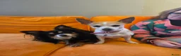 Chihuahua dogs for sale:  mixed colour pearhead and Deerhead chihuahua  - Advert 2