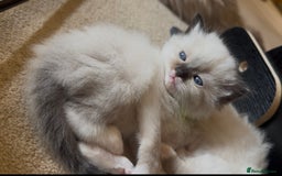 Ragdoll cats for sale: READY SOON!! PUREBRED RAGDOLL KITTENS - Image 14