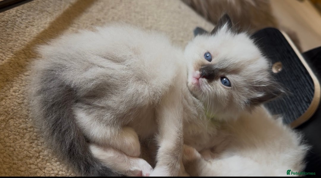 Ragdoll cats for sale: READY SOON!! PUREBRED RAGDOLL KITTENS - Image 14