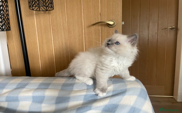Ragdoll cats - Advert 3