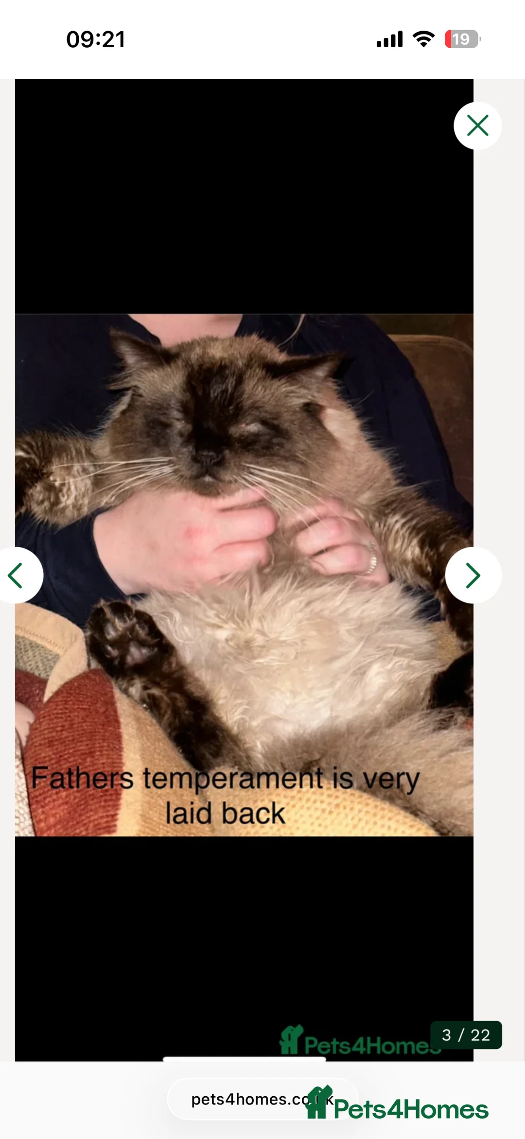 Siberian cats for sale: One pure Siberian male- 4th litter very large  - Advert 10