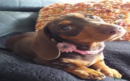 Dachshund dogs for sale: Quality miniture dachshund forSale Ready now  - Image 3