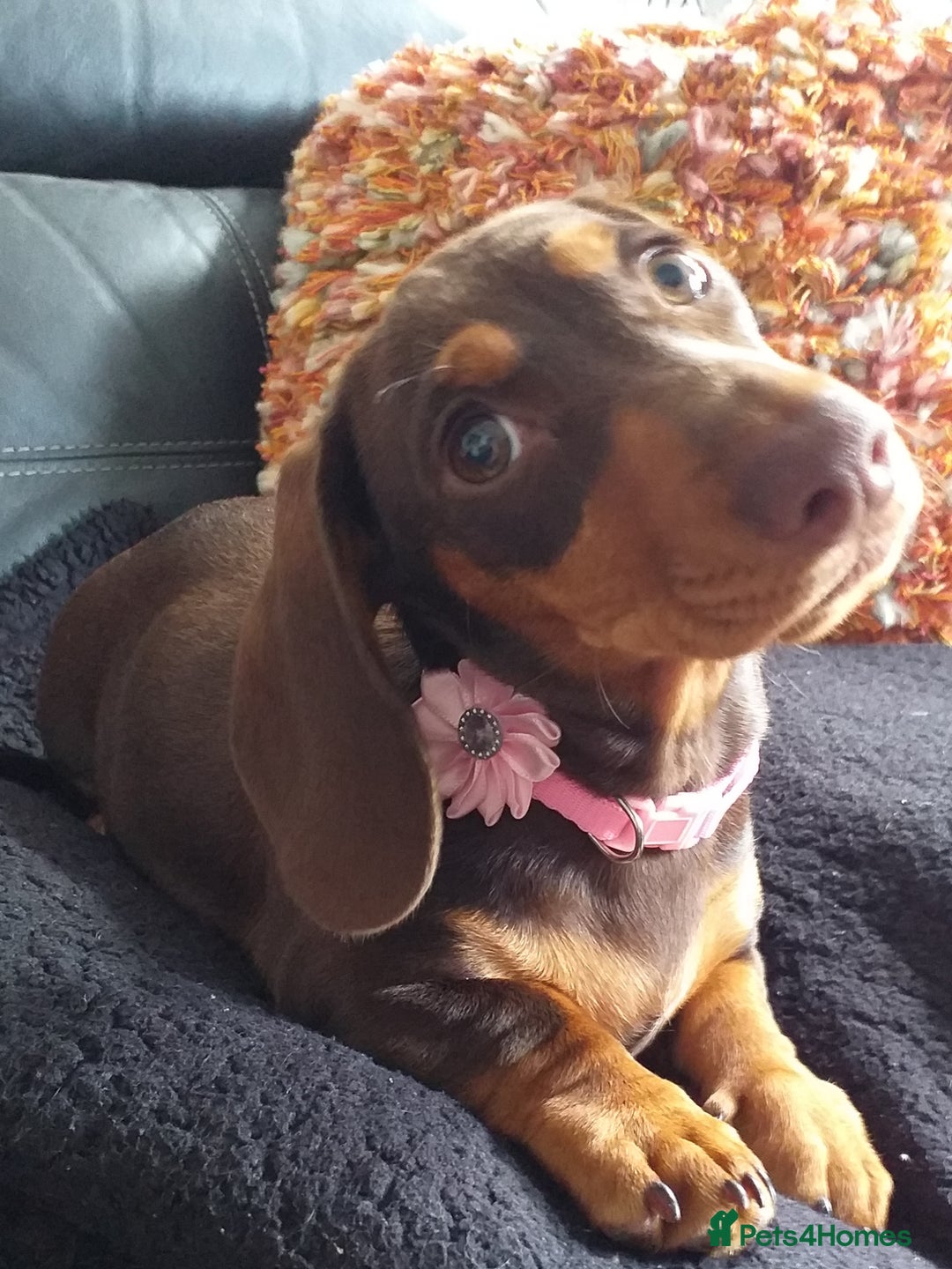 Dachshund dogs for sale: Quality miniture dachshund forSale Ready now  - Image 3