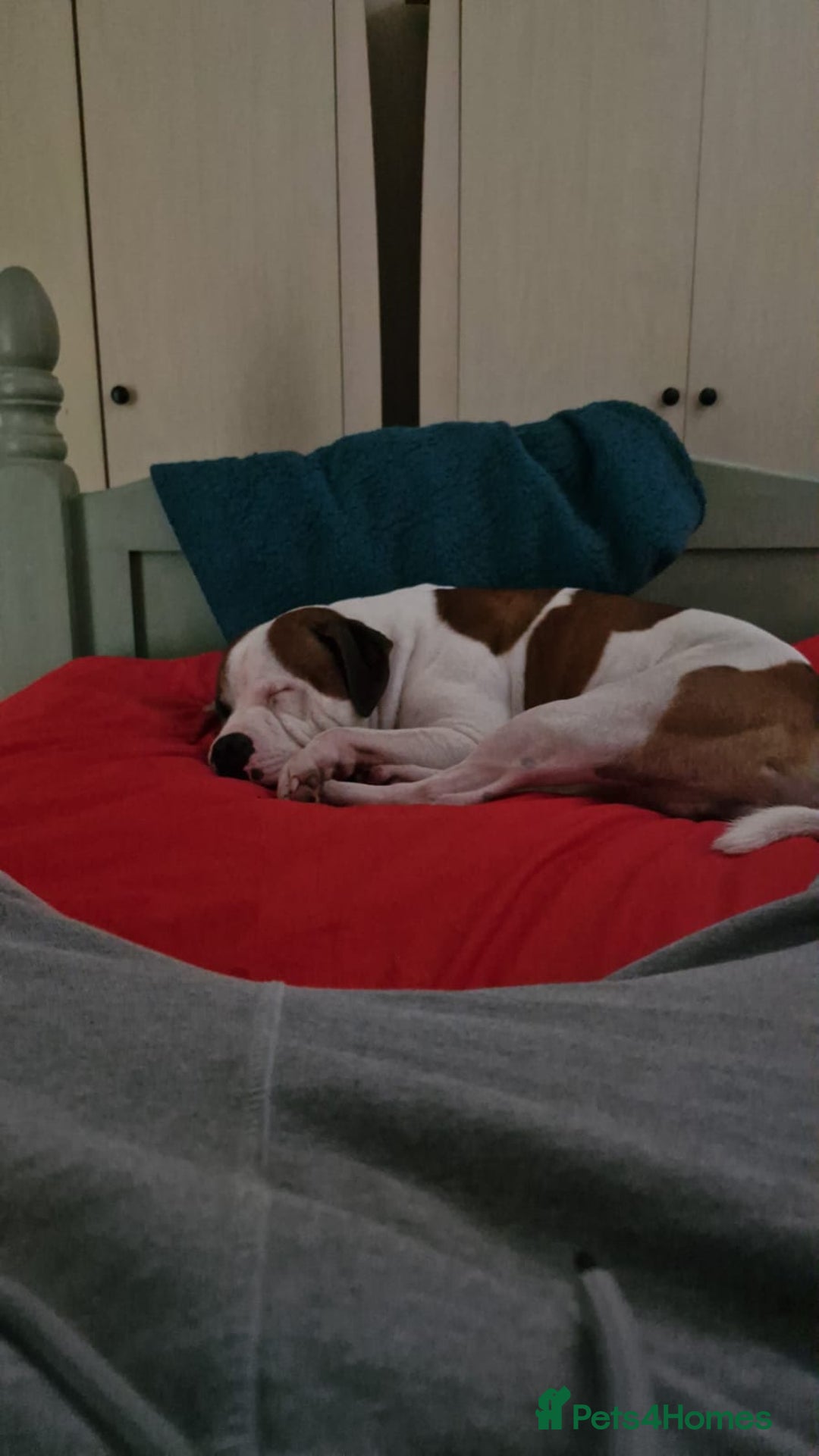 American Bull Staffy dogs for stud: Looking to stud - Image 12