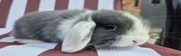 Mini Lop rabbits for sale: Mini lops does and bucks ready to leave Monday  - Advert 11