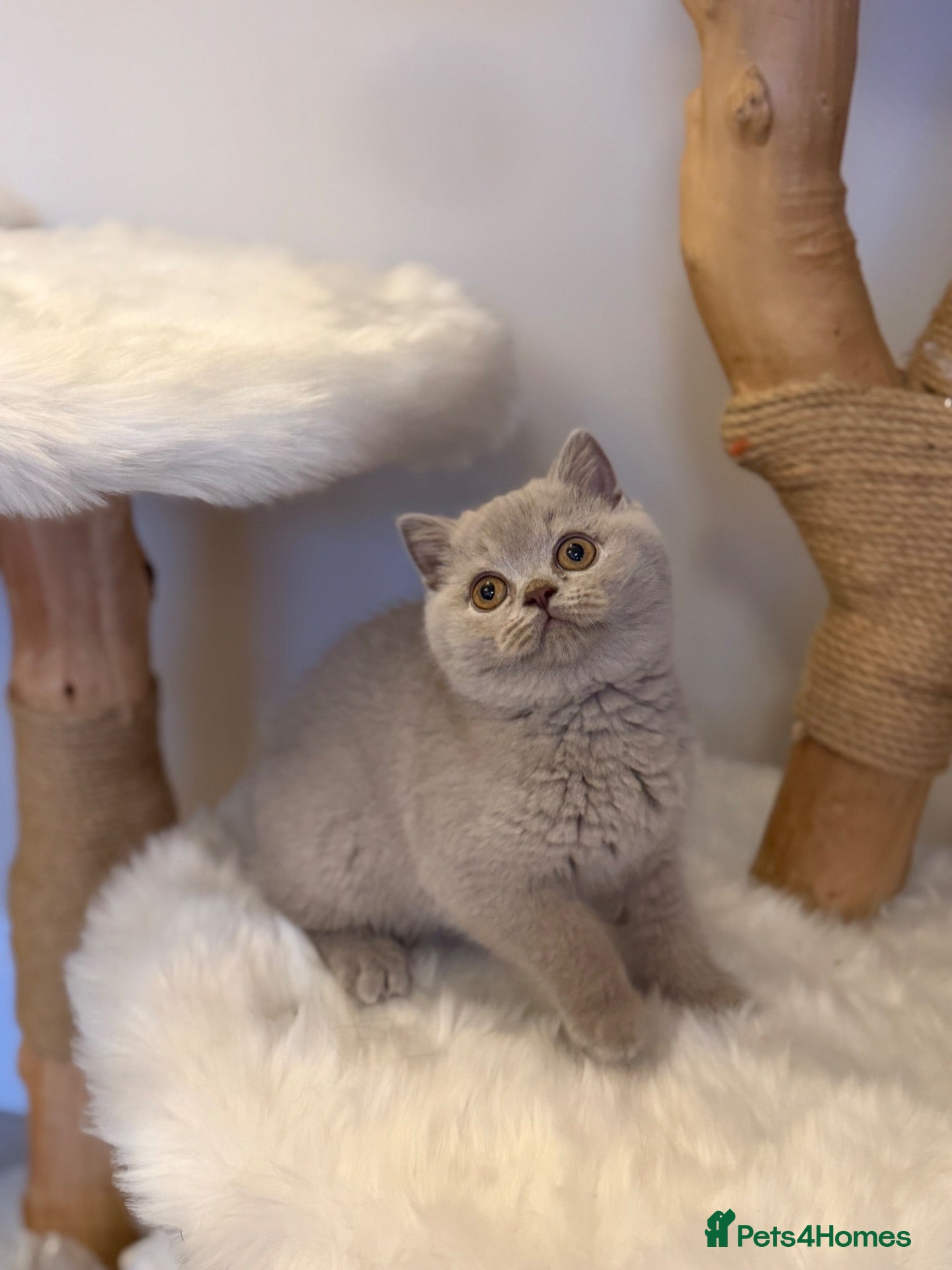 British Shorthair cats FULL PEDIGREE REGISTERED BSH  - Advert 2