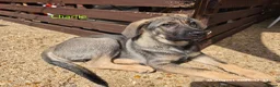 Mixed Breed dogs for sale: Stunning German Shepherd,Australian Kelpie Puppies - Advert 3