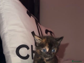 Mixed Breed cats - Advert 16