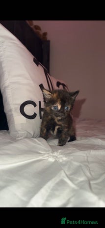 Mixed Breed cats - Advert 4