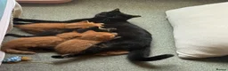 Mixed Breed cats for sale: Beautiful kittens available - Advert 5