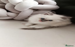 Ragdoll cats for sale: Ragdoll Kittens Looking for Loving Homes - Image 18