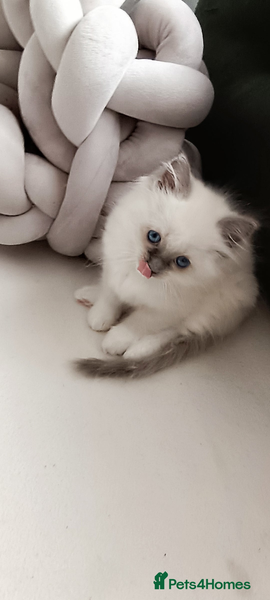 Ragdoll cats for sale: Ragdoll Kittens Looking for Loving Homes - Image 18