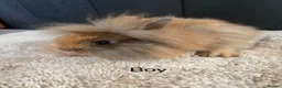 Mini Lop rabbits for sale: Stunning bunnies  - Advert 7