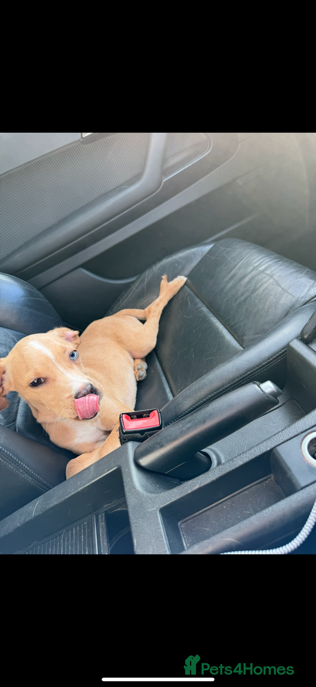 Mixed Breed dogs for sale: French Bulldog X Cockapoo rehoming  - Advert 1