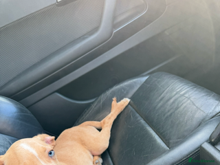 Mixed Breed dogs French Bulldog X Cockapoo rehoming - Advert 1