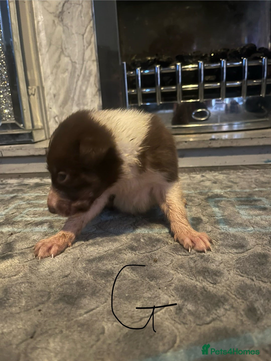 Border Collie dogs for sale: Border collie puppies - Image 10