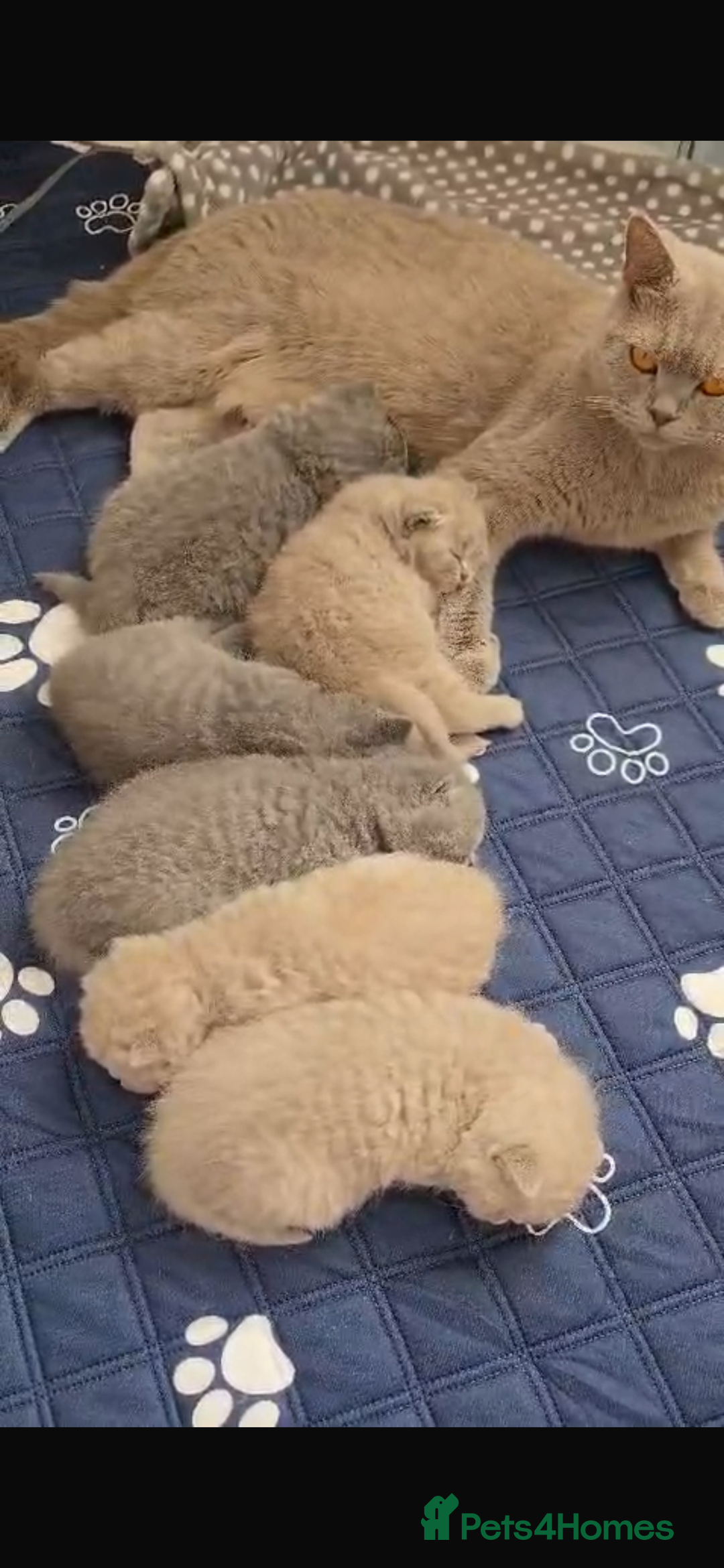 British Shorthair cats for sale: 2 female British short hair - Advert 23