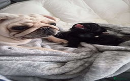 Pug dogs for sale: 2 adorable little boys  - Image 8