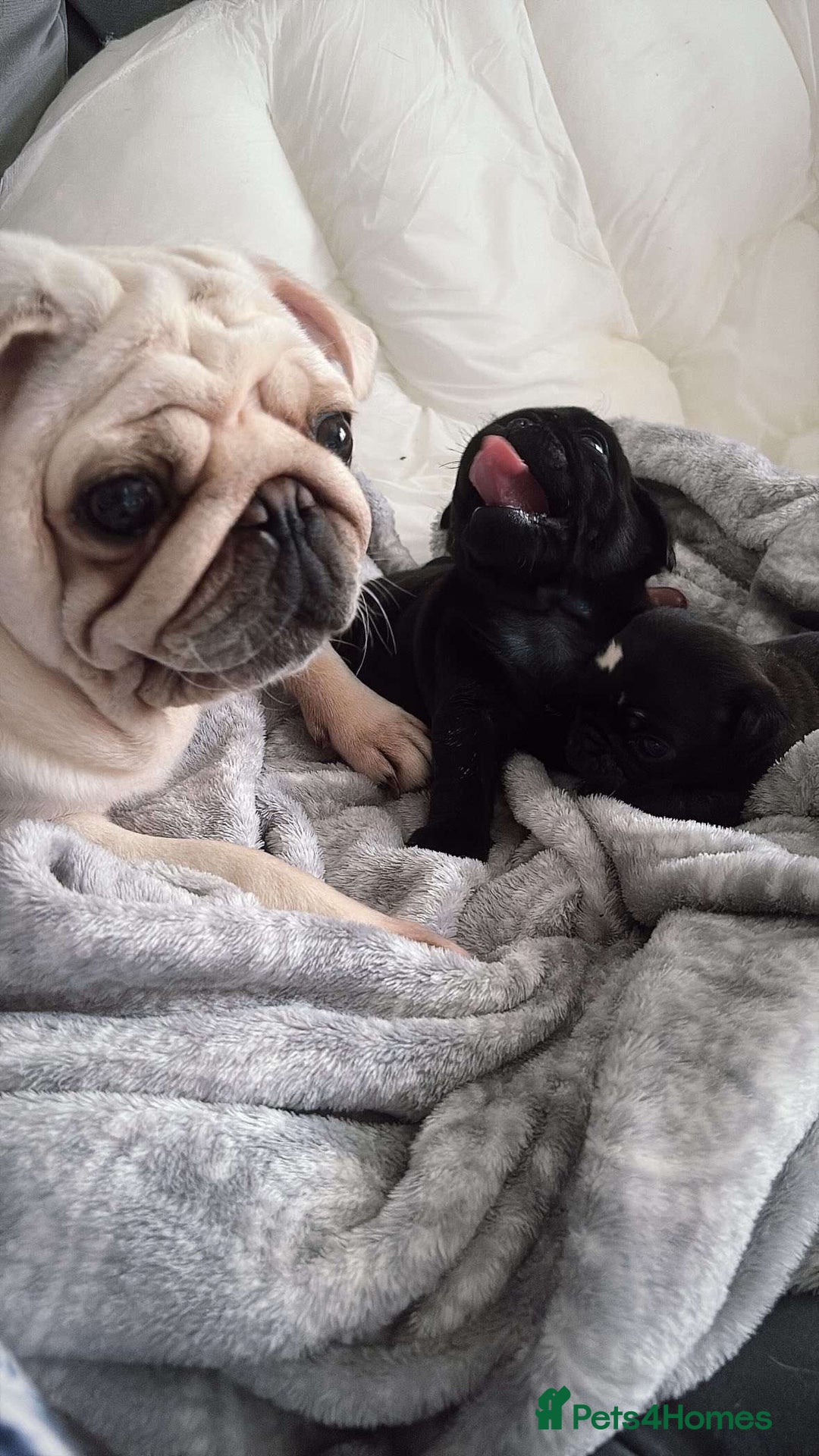 Pug dogs for sale: 2 adorable little boys  - Image 8