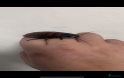 Snake reptiles for sale: Three Snakes + Madagascan Hissing Roaches - Image 15