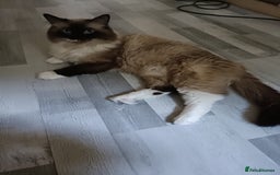 Ragdoll cats for stud: Beautiful Ragdoll male in Telford - Image 1