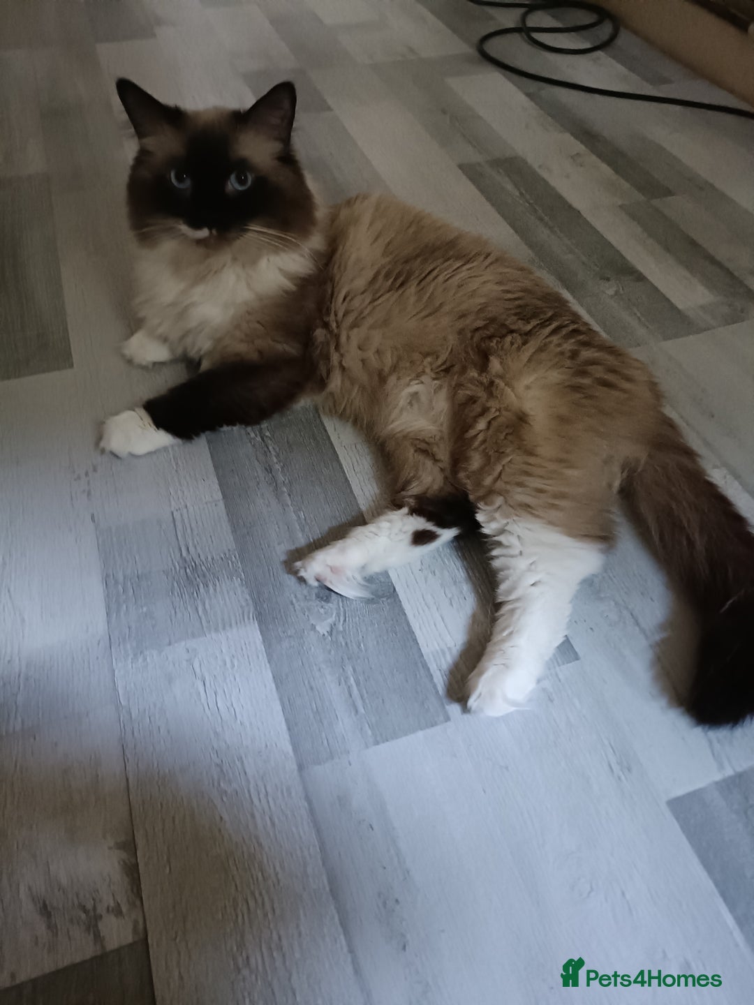 Ragdoll cats for stud: Beautiful Ragdoll male in Telford - Image 1